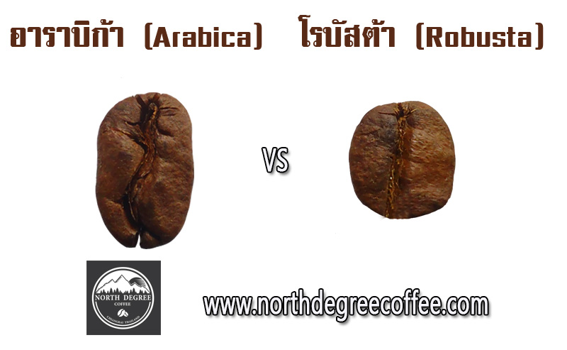 เมล็ดกาแฟ อาราบิก้า Arabica กับ โรบัสต้า Robusta ต่างกันตรงไหน